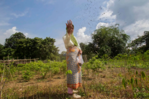 A woman scatters seeds in a farm field.