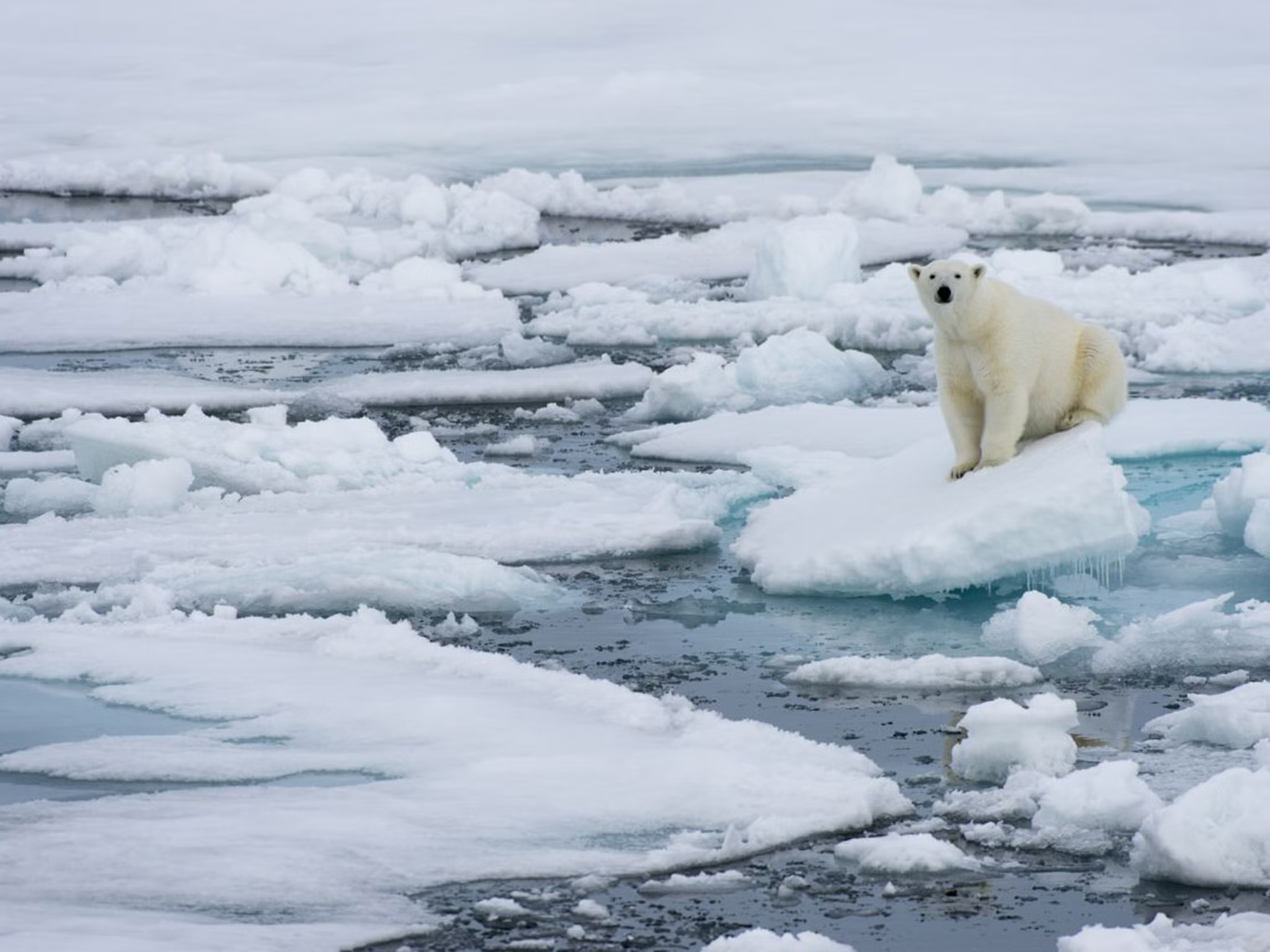 A polar bear in an ice flow.