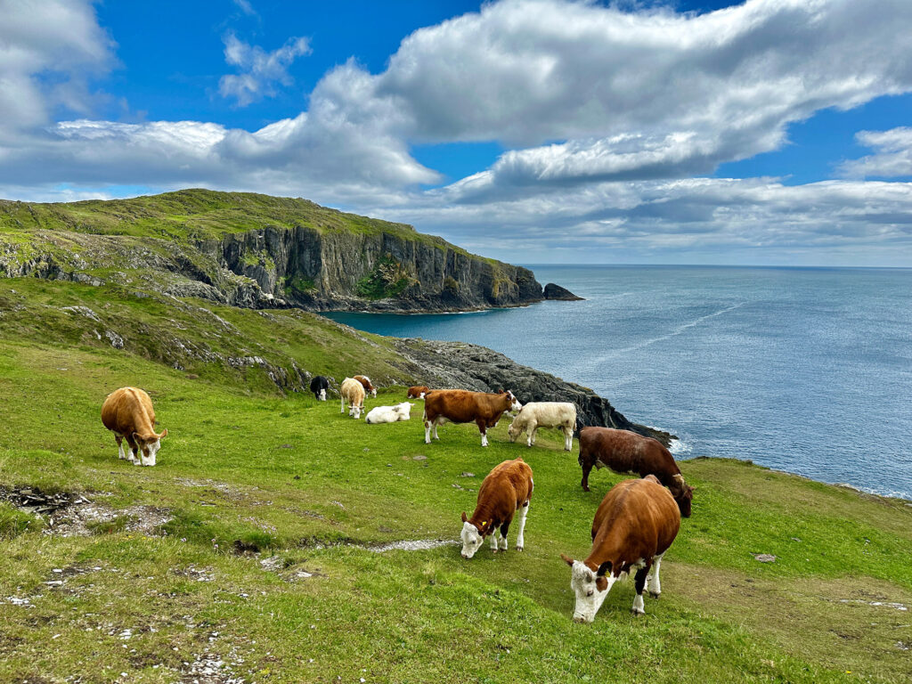 Cows grazing on a green hillside along the Irish coast.